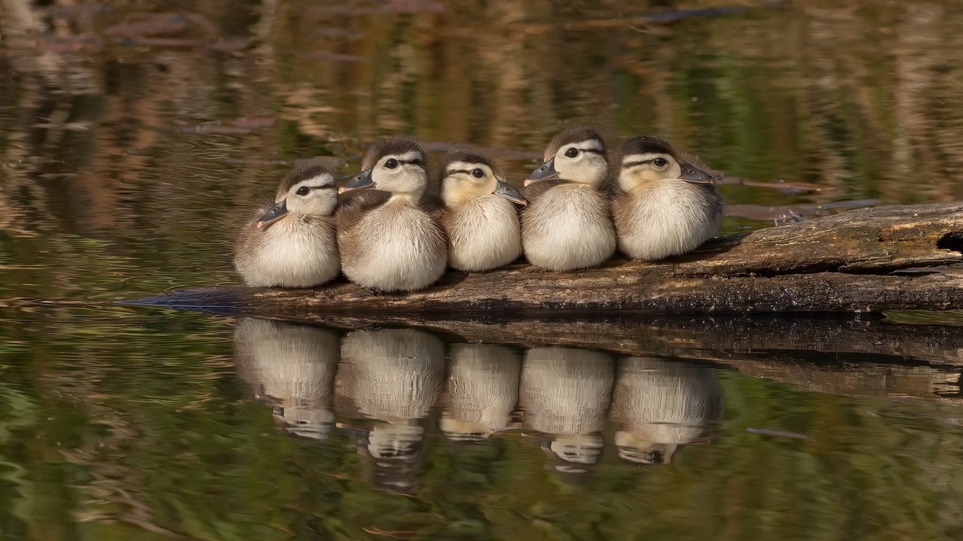 kaiyun体育综合-_豪华明星表演赛：娱乐与专业结合的新体验_，明星表演类节目